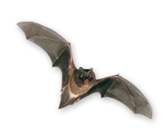 Barbastelle d'Europe