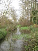 Rivière (La Charraud) avec végétation flottante Rivière (La Charraud) avec végétation flottante