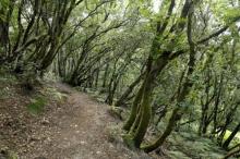 Chênaies verte Chênaie verte