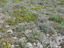 Gazon pionnier calcicole Gazon pionnier calcicole